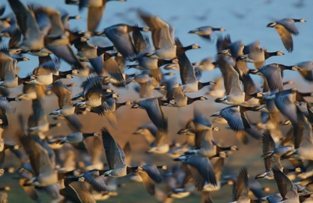 上海东滩候鸟保护区