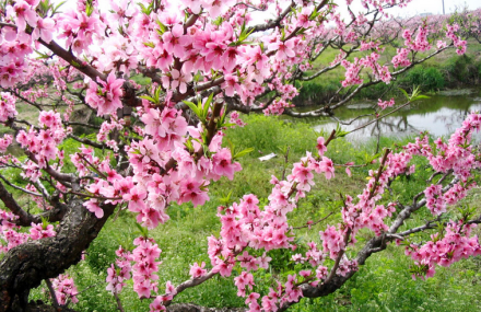 上海南汇滨海世外桃源