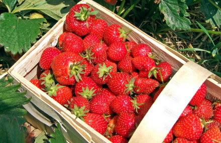 北京树友草莓采摘基地