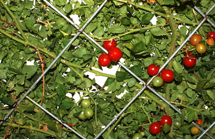 北京永泰绿色生态园