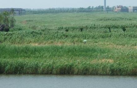 上海东滩湿地公园