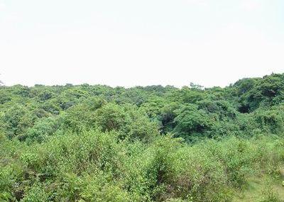 湛江谢鞋山野生荔枝林