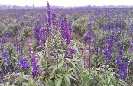 成都普罗旺斯国际薰衣草庄园