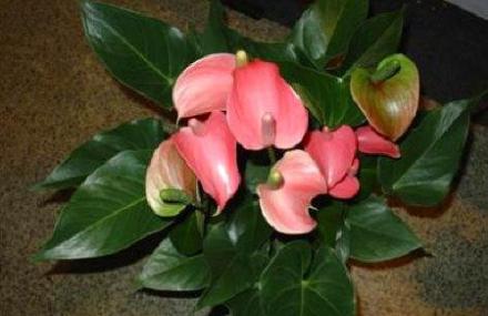 宝鸡陕西省苗木繁育中心