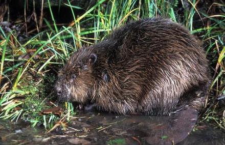 阿勒泰布尔根河狸自然保护区