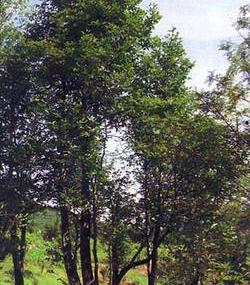 茂名珍稀植物园