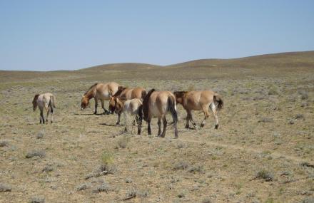 阿勒泰野马饲养放生基地
