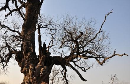 三门峡七里古槐