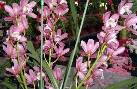 定西新美花卉园