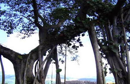 西双版纳象形树