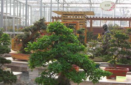 南京怡苑盆景园