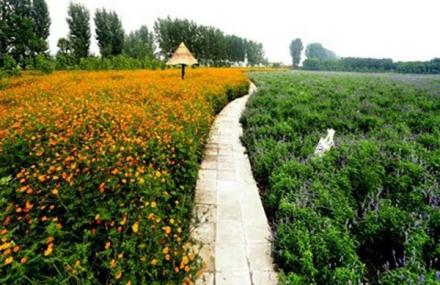 北京曼谷乐园薰衣草