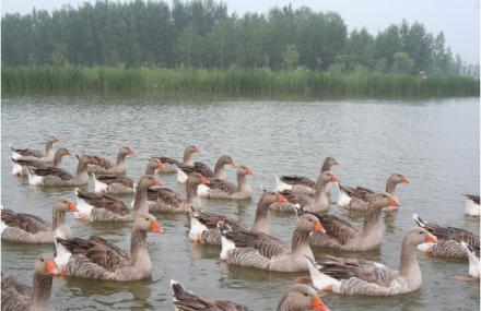 昆明野鸭湖度假区