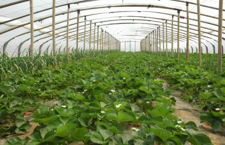 青岛雷家店子草莓采摘基地