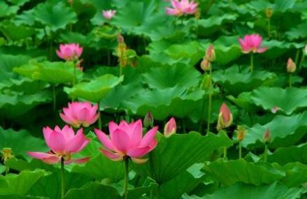 北京莲花池公园