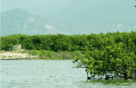 温州三垟湿地