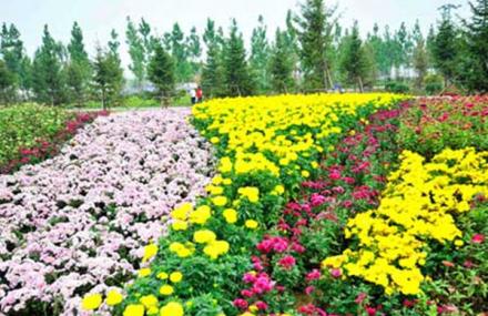 北京菊花文化节