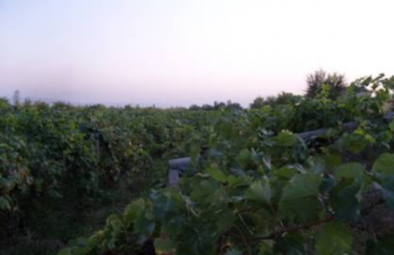 昌吉苑秀生态园