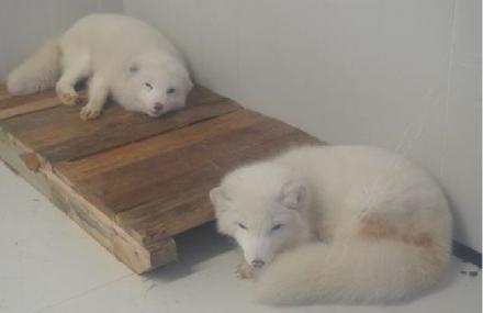 深圳极地文化园