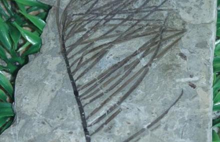 临沂热河植物厅