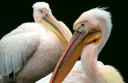 北京八达岭野生动物世界