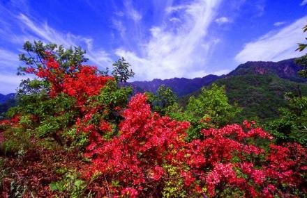 南阳杜鹃岭