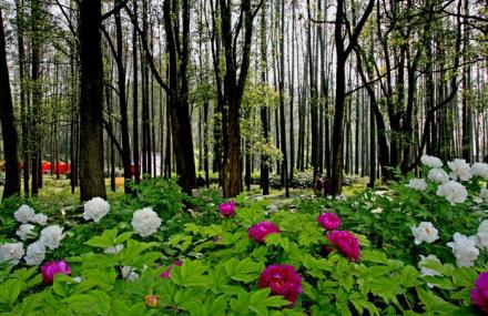 武汉牡丹园