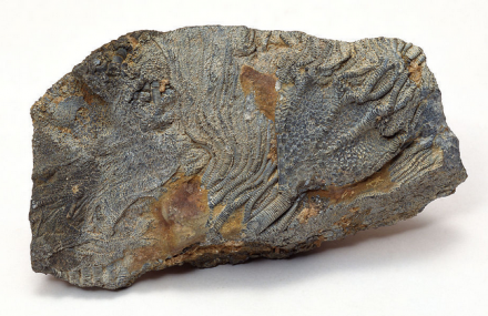 锦州中德化石地质公园