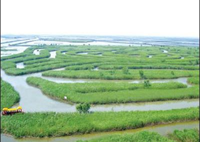 盐城水上芦荡迷宫