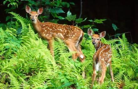 晋城涧河狩猎区