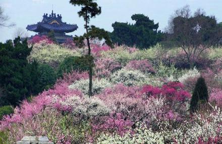 南京梅花山