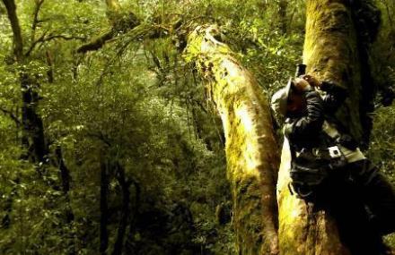 保山大树杜鹃王