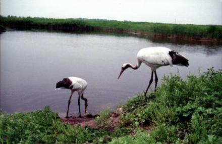 鹤岗萝北苇场野生水禽栖息地