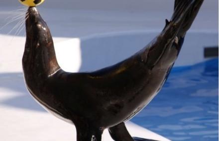 济南海狮表演馆　