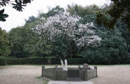 杭州五大古梅之宋梅