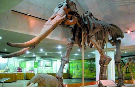 北京古哺乳动物展厅