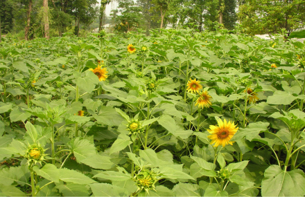 广州华南植物园