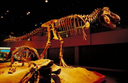 滁州中生代恐龙化石厅