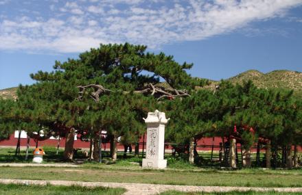 北京九龙松