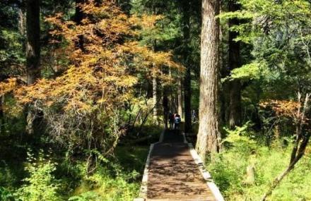 阿坝州原始森林