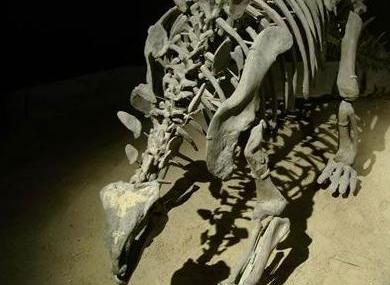 宜宾太白华阳龙头骨