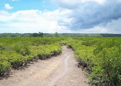 湛江红树林自然保护区