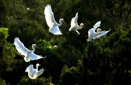 宿迁白鹭保护区