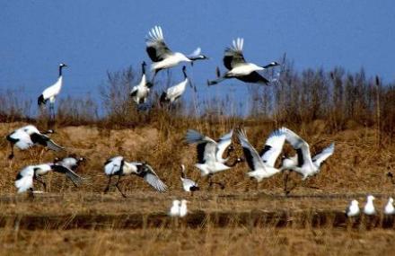 盘锦双台河口自然保护区