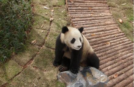 黄山皖南野生动物园
