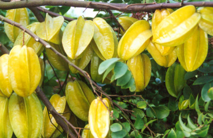 广州绿韵生态果园