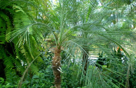 南京植物博览园