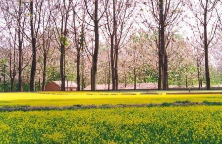 济南黄河森林公园