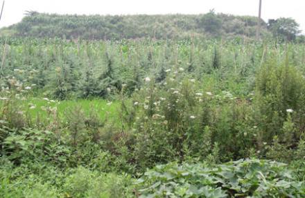 温州下湖墩遗址