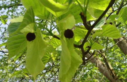 德阳云湖国家森林公园